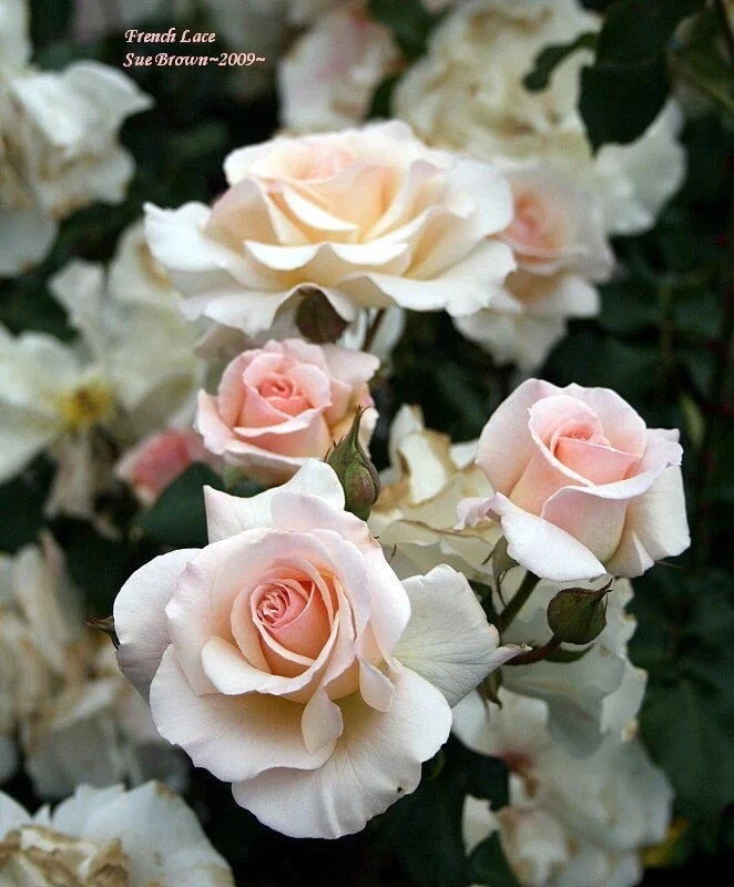 French Lace Rose Cuttings (3) for Rooting - Rosa 'French Lace' - Healthy Propagation for Stunning Blooms
