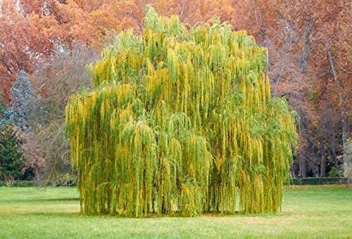 Outdoor STEM Project Kit | Starter Plant | Weeping Willow Tree | Salix babylonica | Educational Gardening Activity for Kids