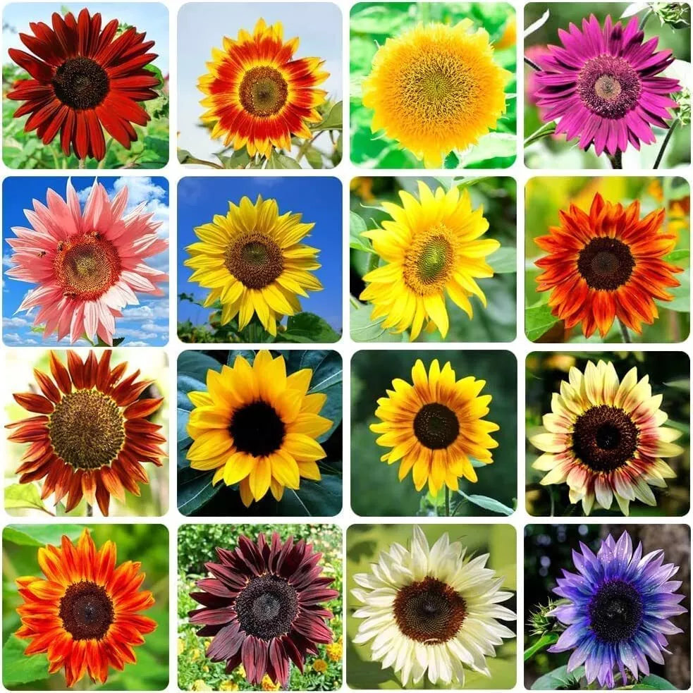 Heirloom Sunflower Seeds Mix - 15 Non-GMO Varieties, Bulk Pack, Helianthus annuus - Pollinator Friendly & Easy to Grow