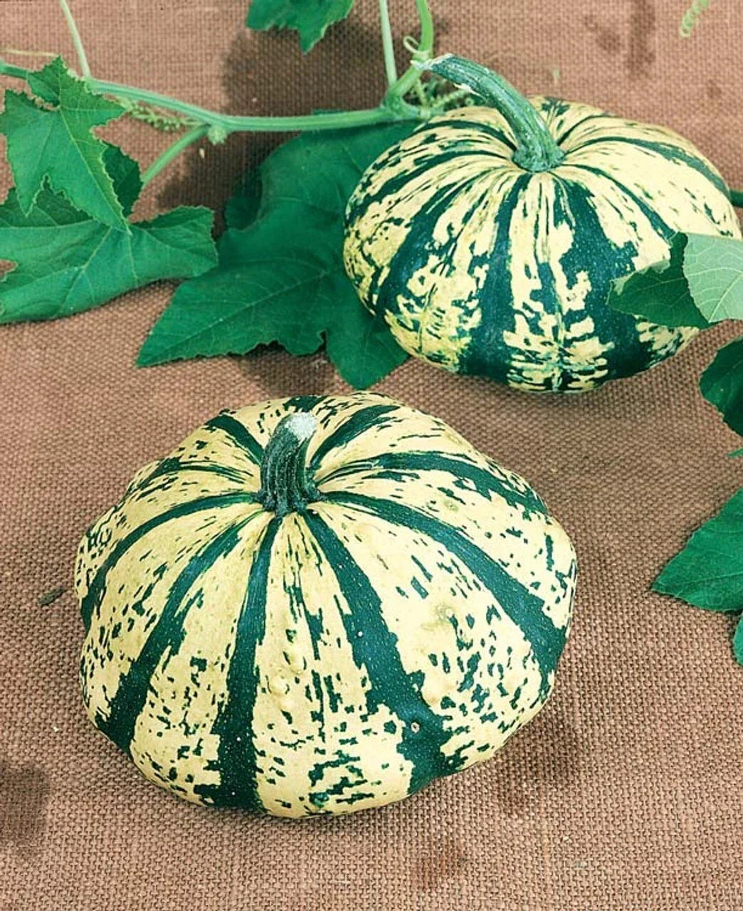 Summer Squash Seeds - 10 Pack Partial Eclipse Mini Pumpkin Hybrid - Rare Patty Pan - Cucurbita pepo