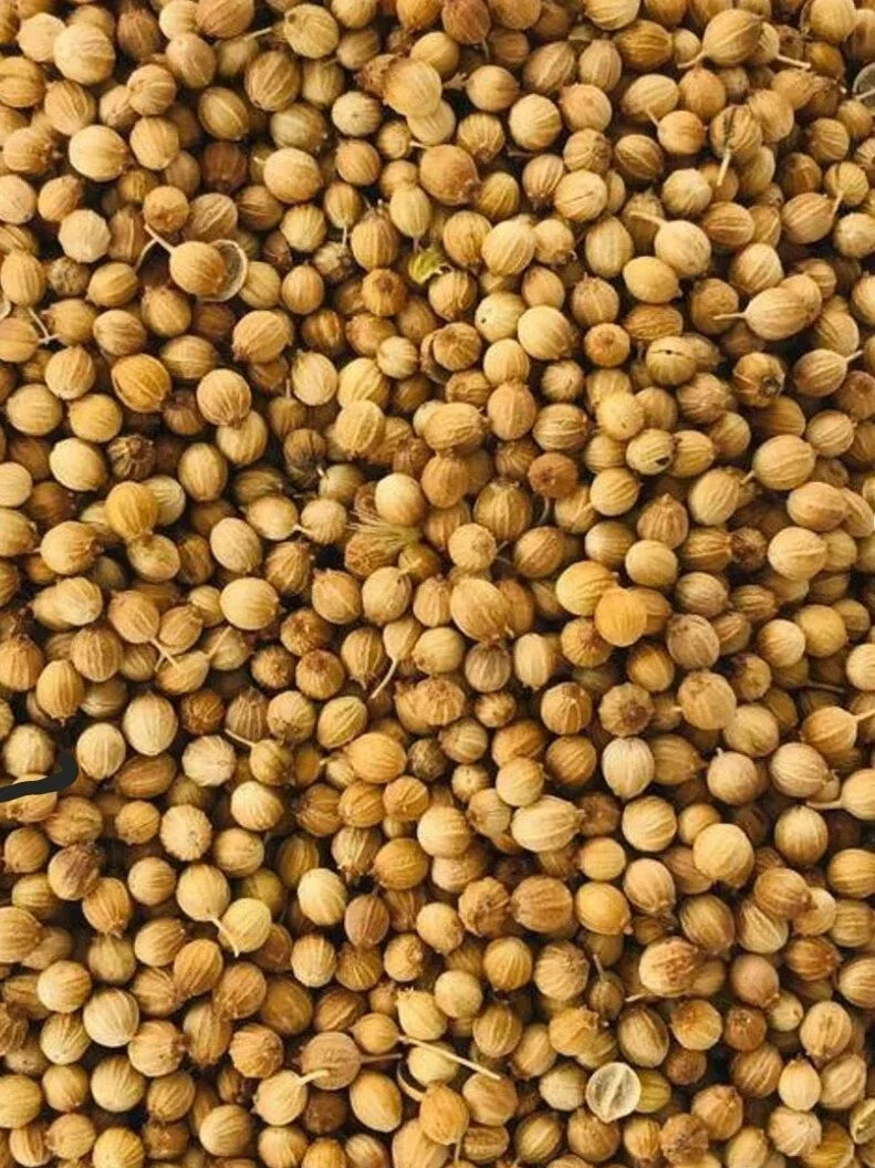 Organic Cilantro Seeds 1000 Count | NON-GMO Heirloom Coriandrum sativum | Fresh Culinary Herb for Home Gardening