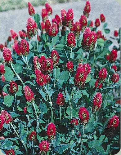Crimson Clover Seeds 1 oz - Red Flowering Bee Attracting Plant (Trifolium incarnatum) - Non-GMO Garden Seeds