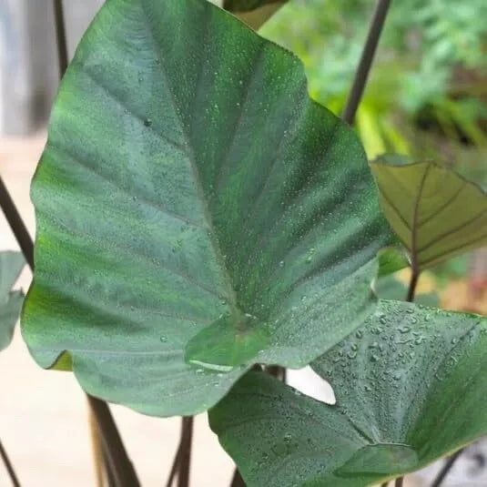 Tea Cup Elephant Ear Bulb - Colocasia Esculenta - Tropical Plant for Garden or Indoor Decor - Unique Heart-Shaped Leaves