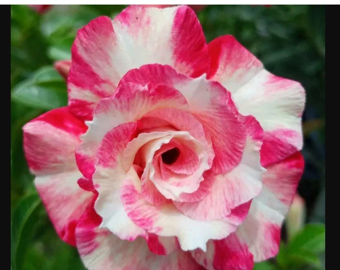 Desert Rose Plant Seedling - Pink Variety - Adenium Obesum - Small Rooted 4-6 Inches - Indoor/Outdoor Succulent