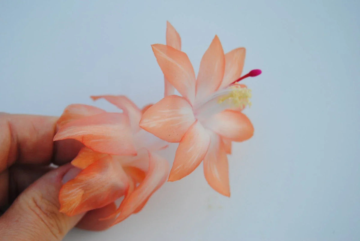 Christmas Cactus Starter Plant - Chinese Dragon - Schlumbergera Truncata - Well-Rooted Indoor Succulent for Home Decor