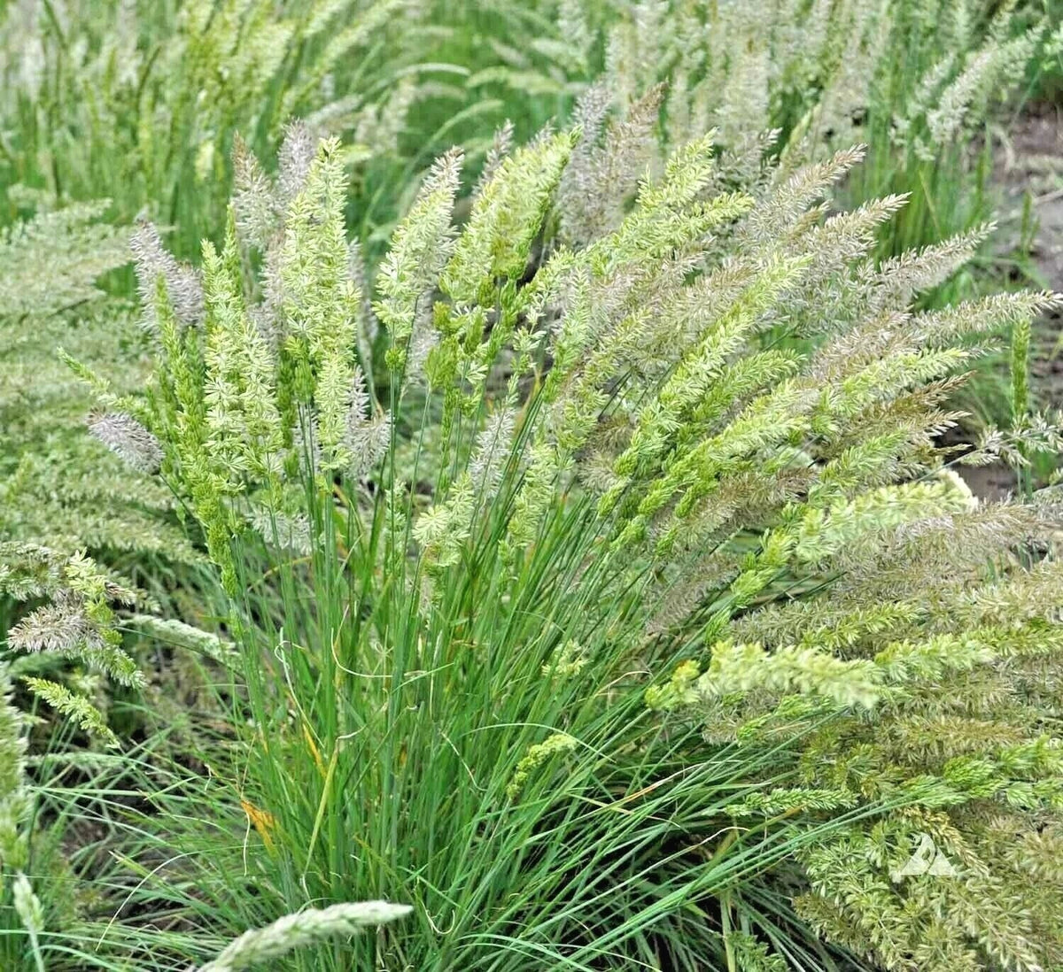 Prairie June Grass Seeds - 501+ Seeds - Native Ornamental, Drought Tolerant - Koeleria macrantha for Low-Maintenance Gardens