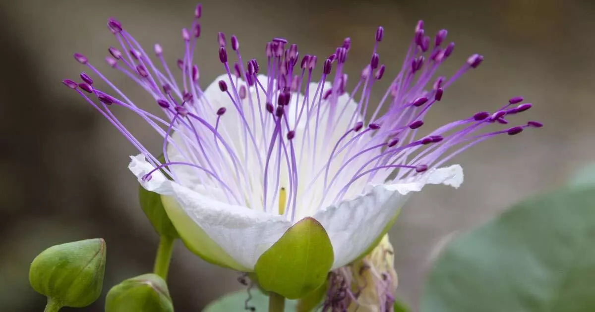 Caper Bush Seeds - 20 Count - Culinary & Medicinal Herb - Capparis Spinosa - Perennial Gardening Essentials