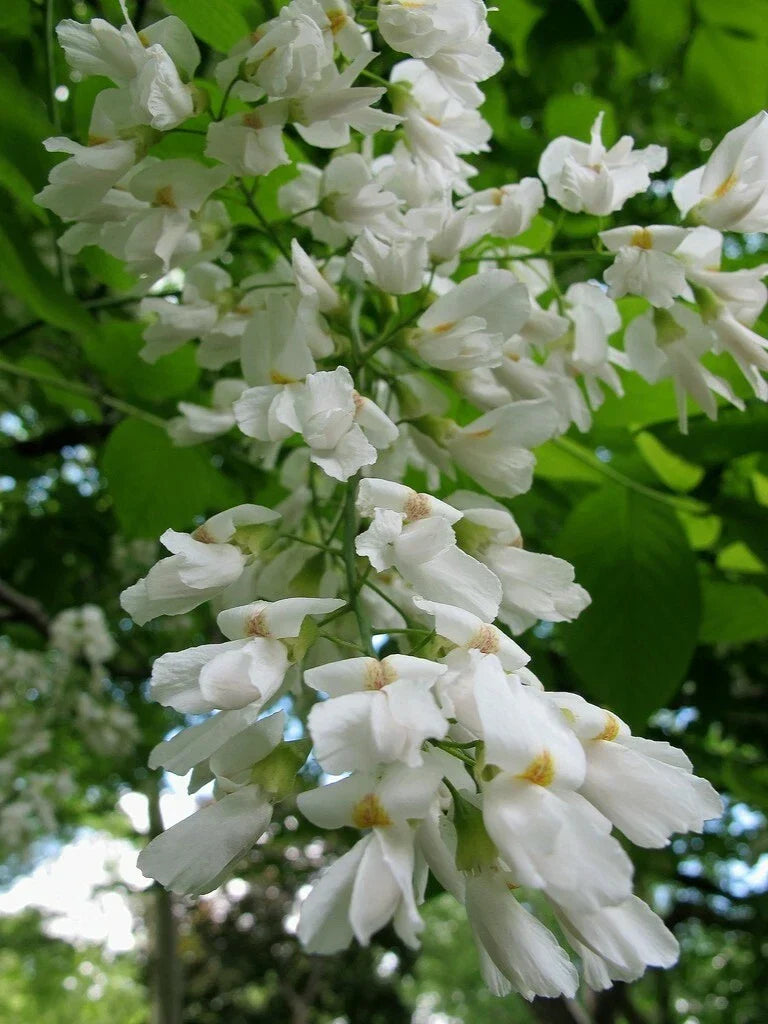 Yellowwood Tree Seeds - 20 Pack - Cladrastis kentukea - Native Tree Seeds for Planting, Ideal for Gardens and Landscapes