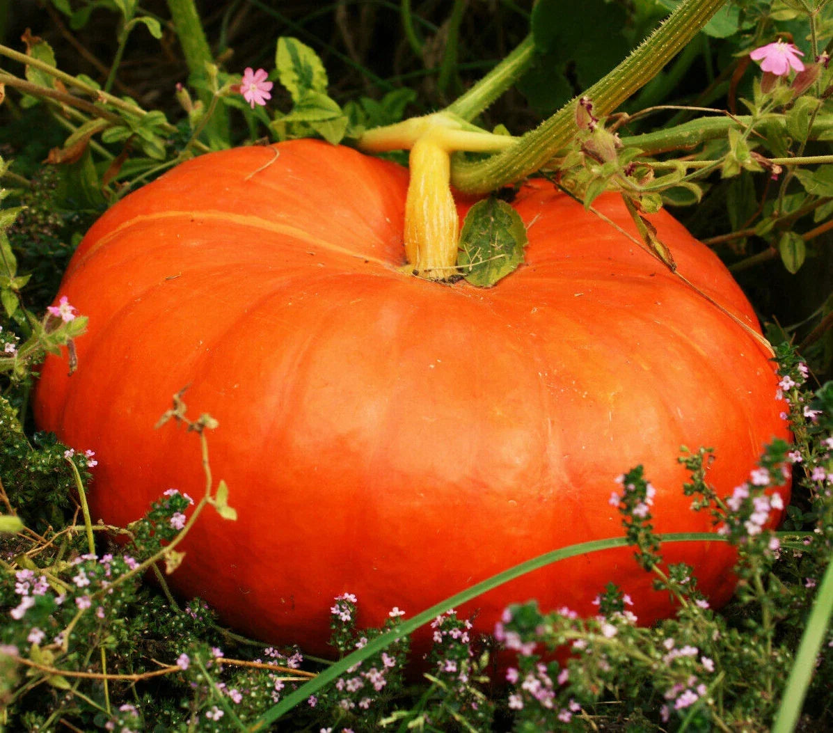 Cinderella Pumpkin Seeds | 2025 Variety | Fairytale Coach Carriage Red Rouge | Cucurbita pepo | Non-GMO, Decorative Pumpkins