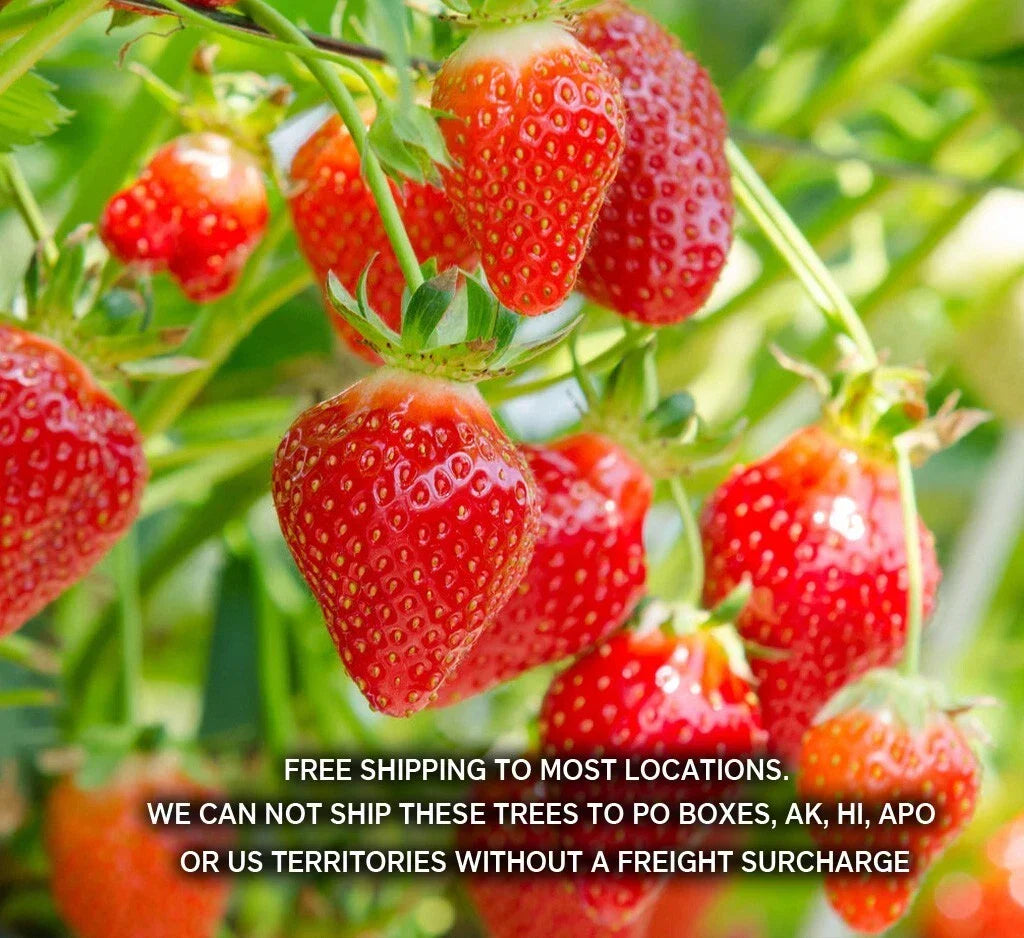 Summer Bearing Strawberry Plants - 10 Pack Bare Root Marys Peak - Fragaria × ananassa - Sweet Berries for Home Garden