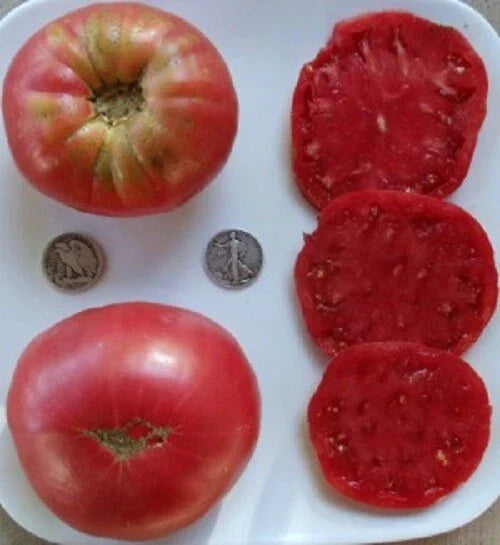 Heirloom Beefsteak Rose Seeds - 25 Huge Pink Seeds - Rosa spp. - 2024 Harvest - Delicious Flavor - Easy to Grow