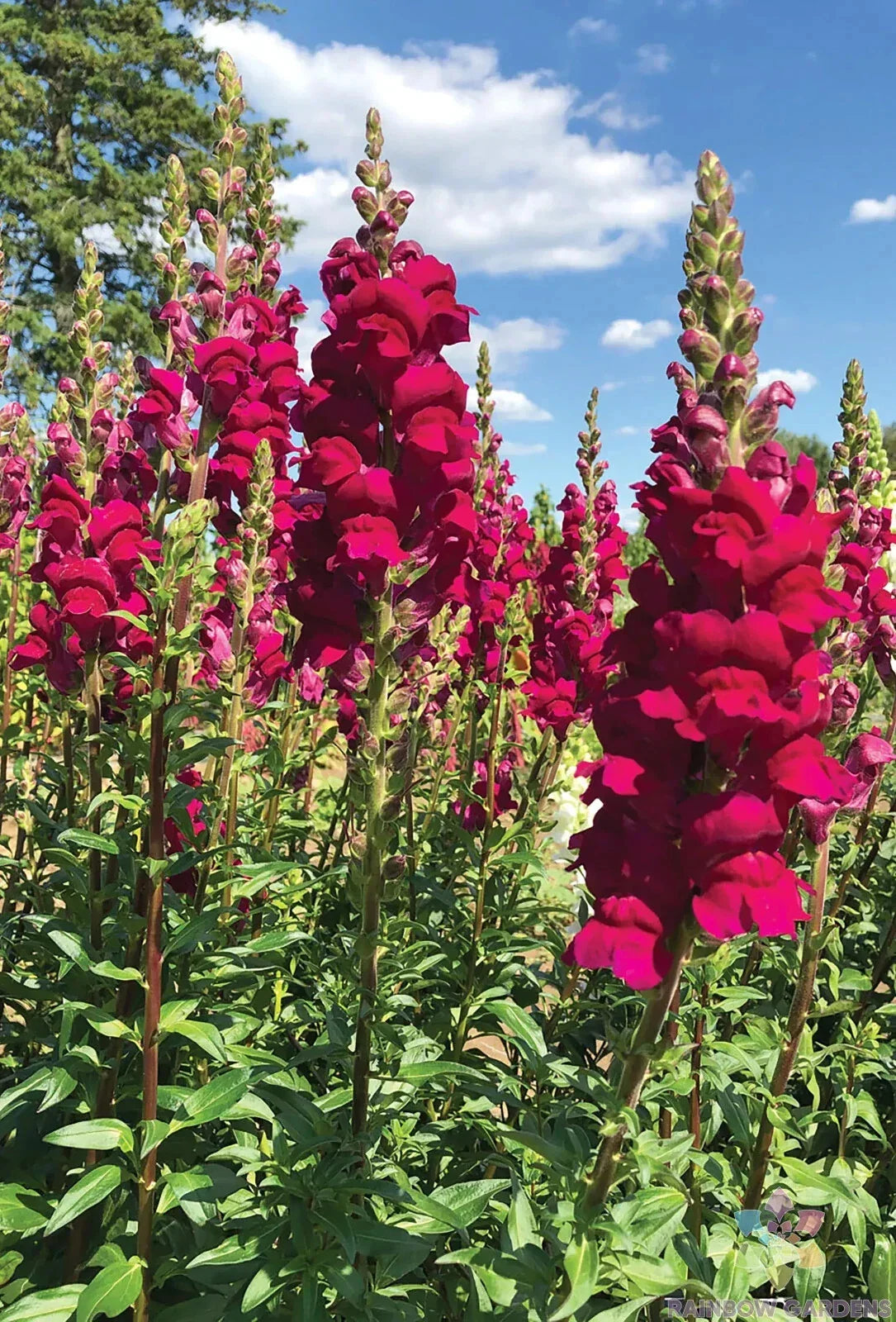 Snapdragon Seeds - 1000+ Count - Potomac Royal - Antirrhinum majus - USA Grown, Vibrant Colors for Garden Planting