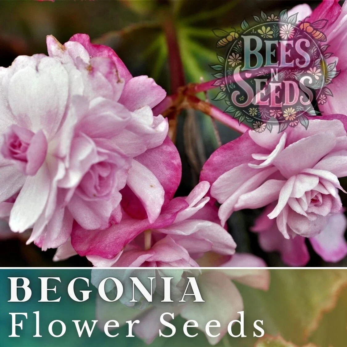 Orchid Ecstasy Begonia Seeds, 45 or 125 Non-GMO Flower Seeds, Vibrant Blooms, Begonia x hybrida for Gardens & Pots