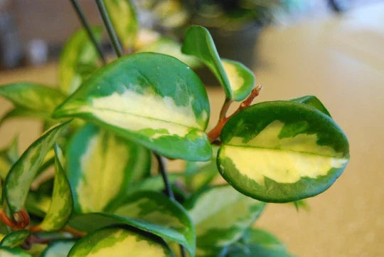 Hoya Carnosa Variegata Wax Plant 4" Pot - Cream & Green Variegated Leaves - Hoya carnosa 'Variegata'