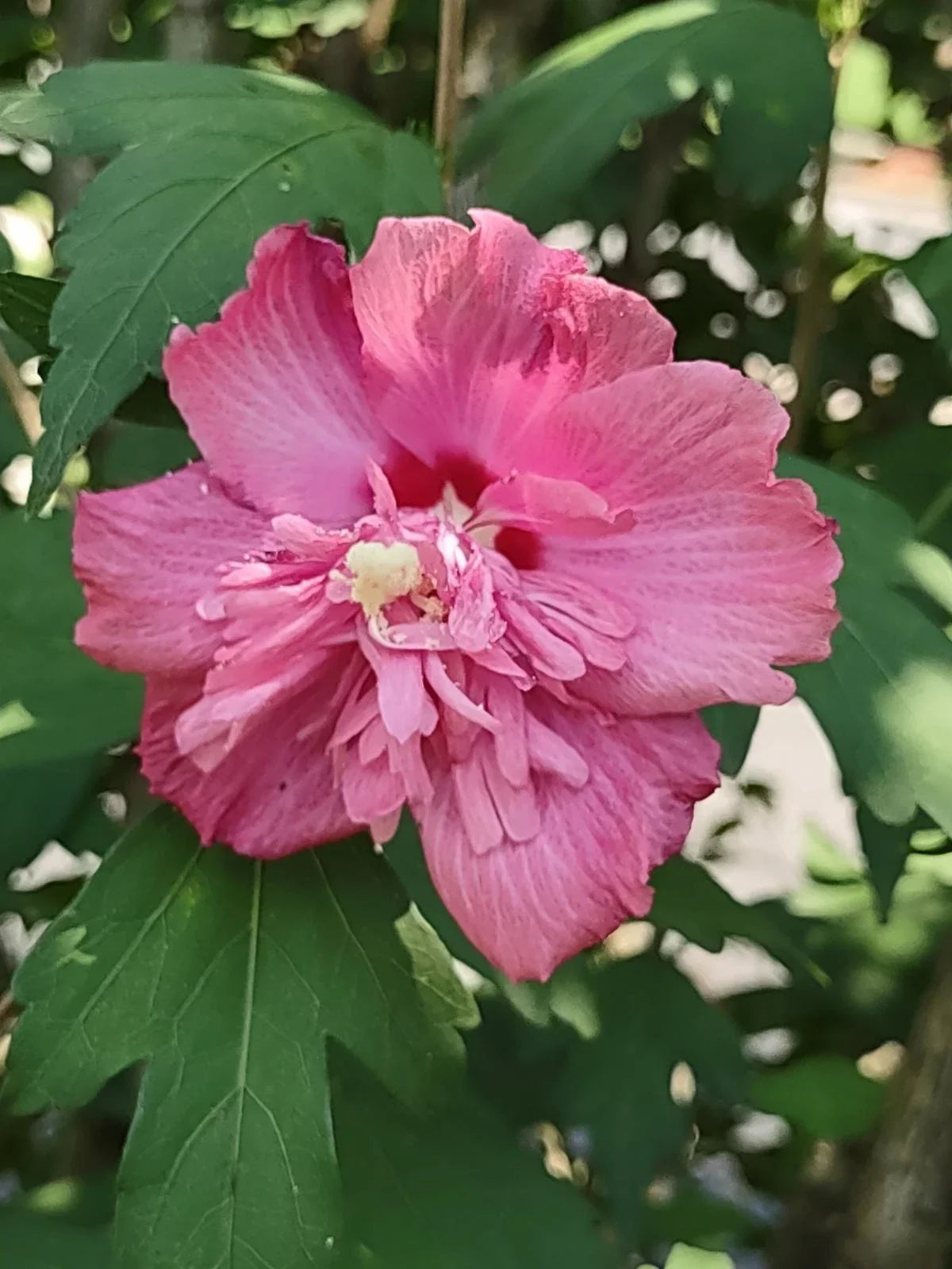 Rose of Sharon Cuttings - Unrooted Double Pink Flowers - Hibiscus syriacus FREEDOM Variety - Easy Care Garden Plant