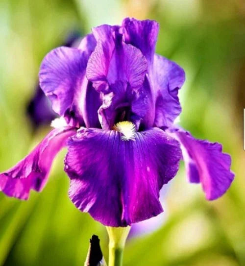Purple Bearded Iris Bulbs - 3 Assorted Rhizomes - Iris germanica - Easy to Grow, Vibrant Flowers for Garden