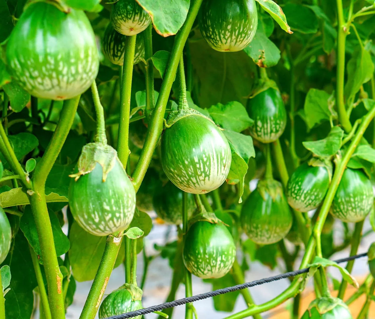 Thai Eggplant Seeds 100+ Pack - Round Purple Variety - Solanum melongena - Ornamental & Edible Gardening