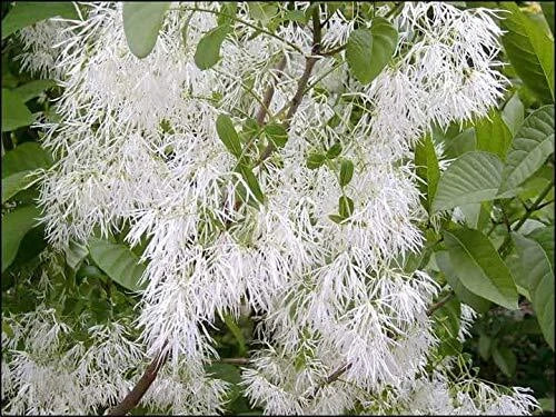 White Fringe Tree Seeds (30 Seeds) - Chionanthus virginicus - Fragrant White Flowers for Planting and Gardening