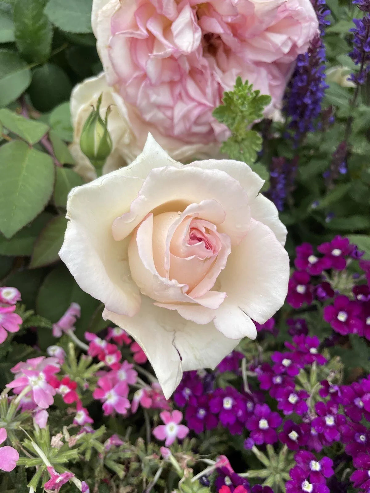 Unrooted Rose Cuttings - 3 Fresh Cuttings - Pink Enchantment Rosa 'Pink Enchantment' - 6 Inches Long for Easy Propagation