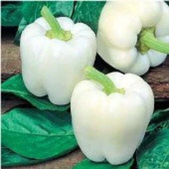 White Bell Pepper Seeds - 10+ Heirloom Organic Non-GMO - Capsicum annuum - Rare Culinary Variety