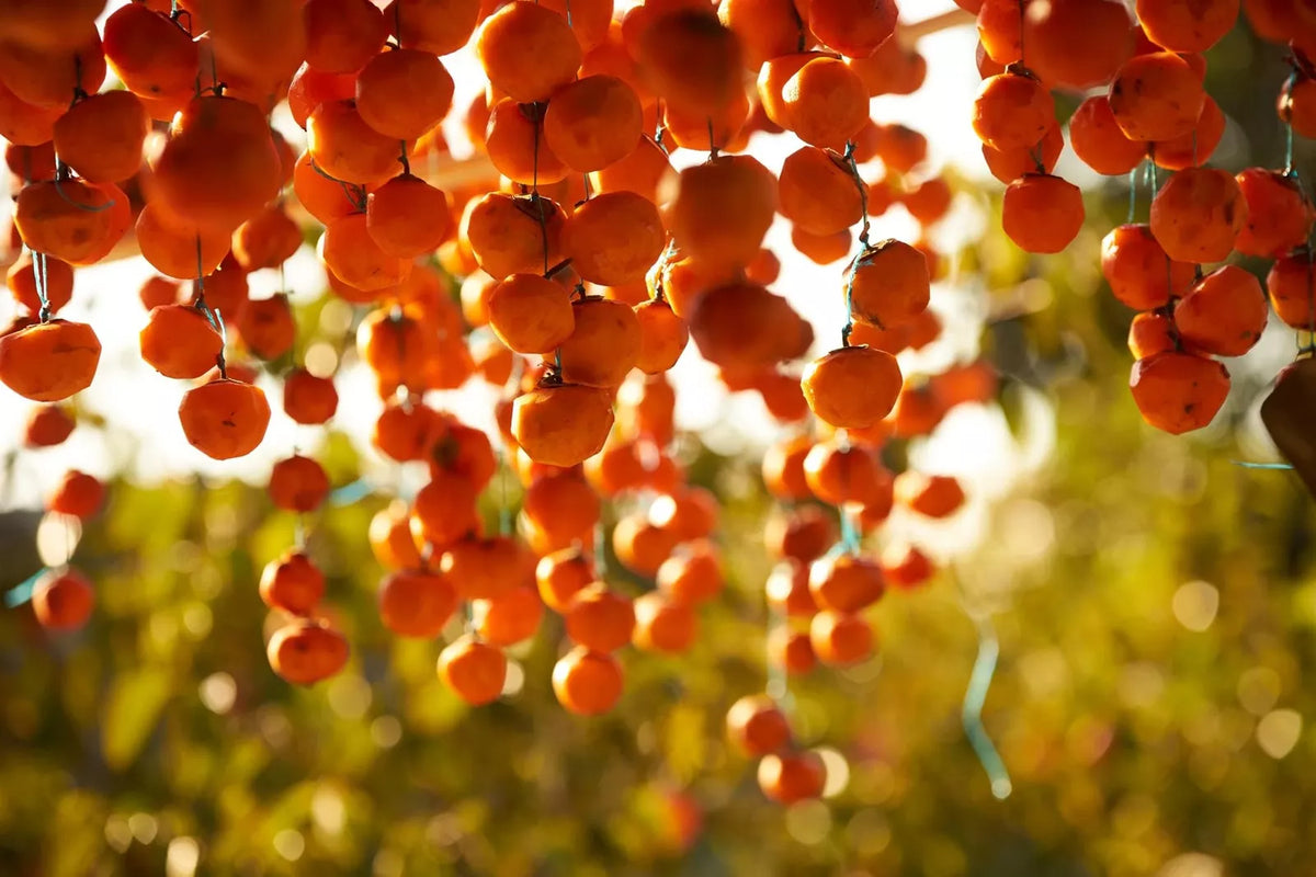 American Persimmon Tree Seeds - 20 Pack - Native Diospyros virginiana - Grown in USA, Ships from Iowa