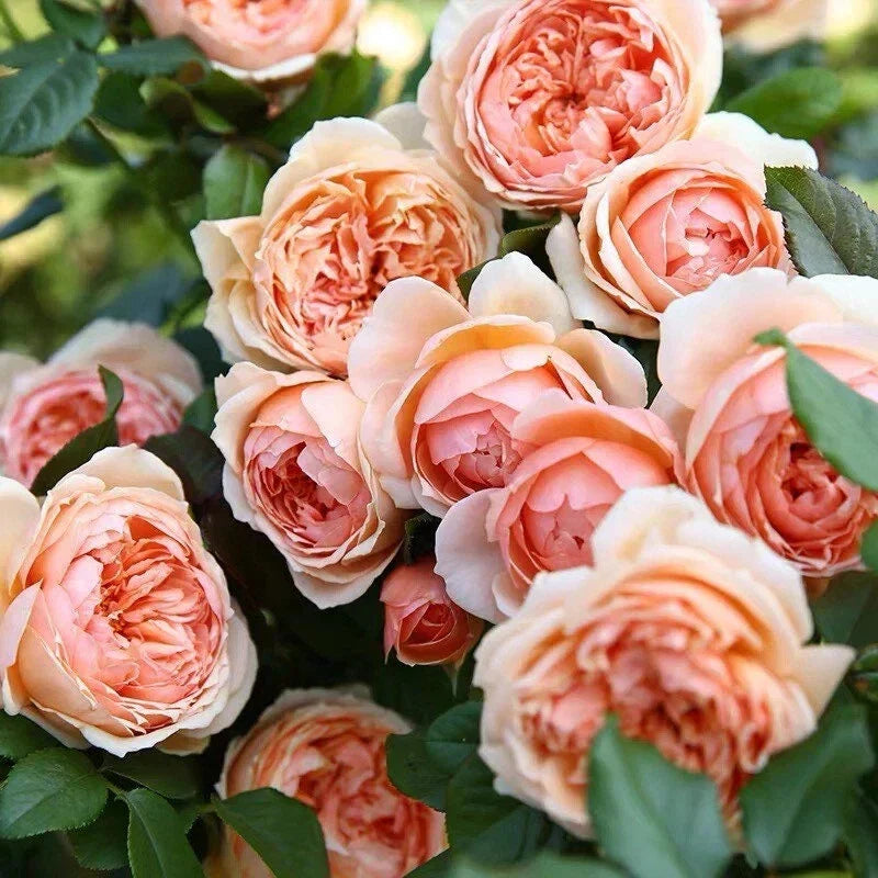 Masora Rose Plant 4" Live Japanese Rose in 4" Pot - Rosa spp. - Compact Bushy Pink and White Blooms for Garden