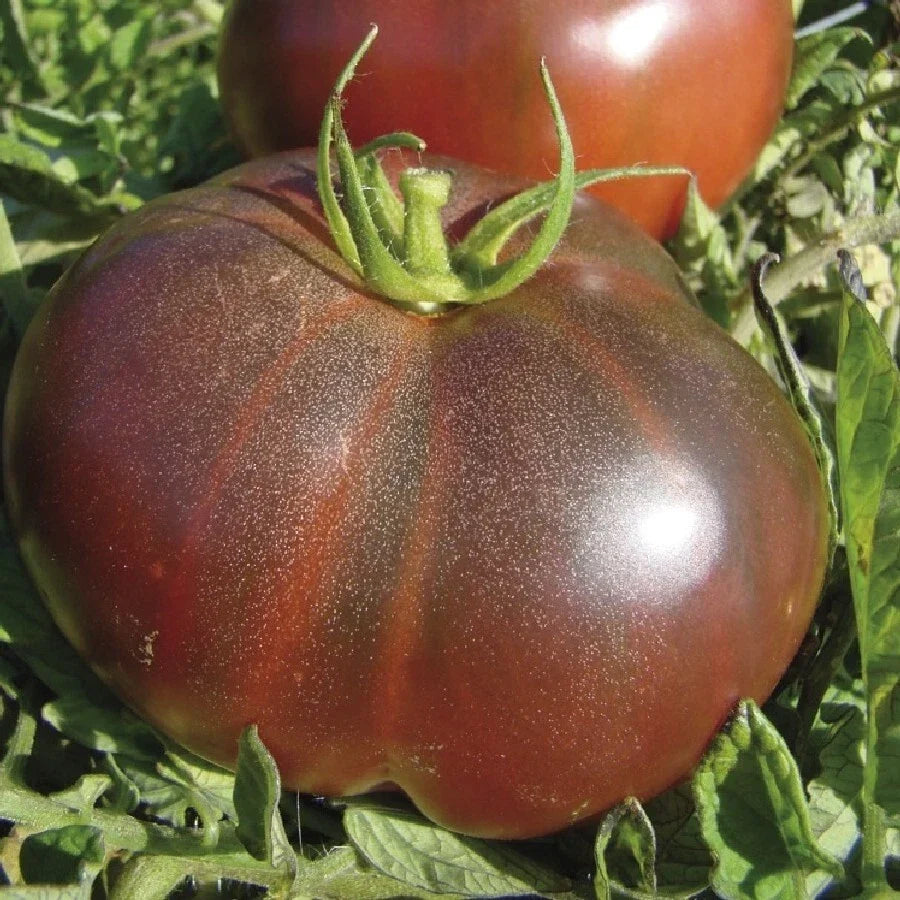 Black Krim Tomato Seeds 50 Ct Heirloom Non-GMO Vegetable Seeds (Solanum lycopersicum) - Rich Flavor for Home Garden