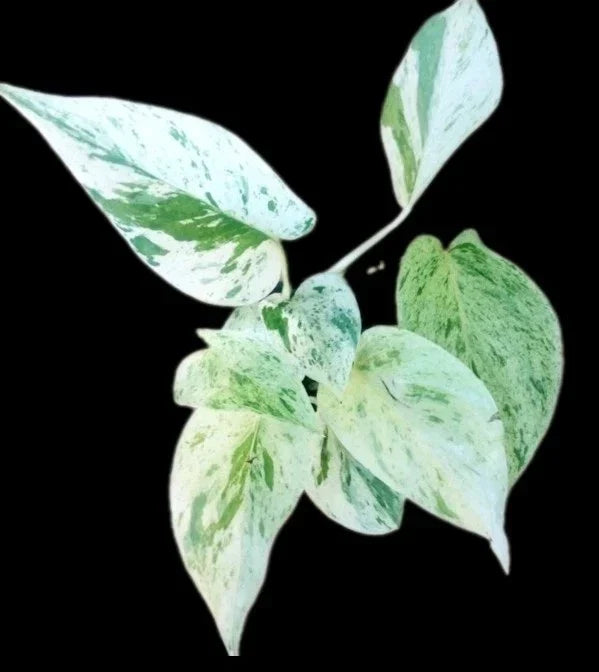 True Snow Queen Pothos Plant - 4" Pot - Variegated White Leaves - Epipremnum aureum - Indoor Houseplant for Air Purification