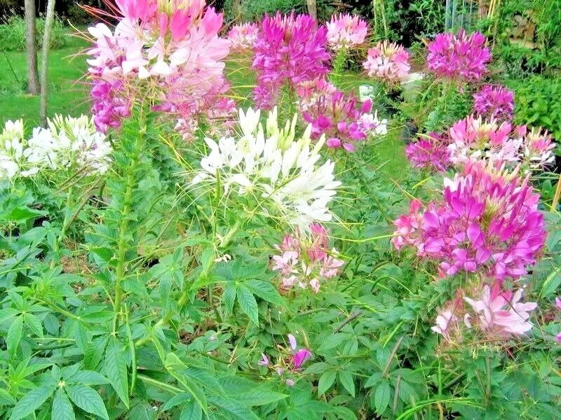 Spider Plant Seeds Mix - 500+ Seeds for Container Gardening - Chlorophytum comosum - Drought Tolerant Summer Flowers
