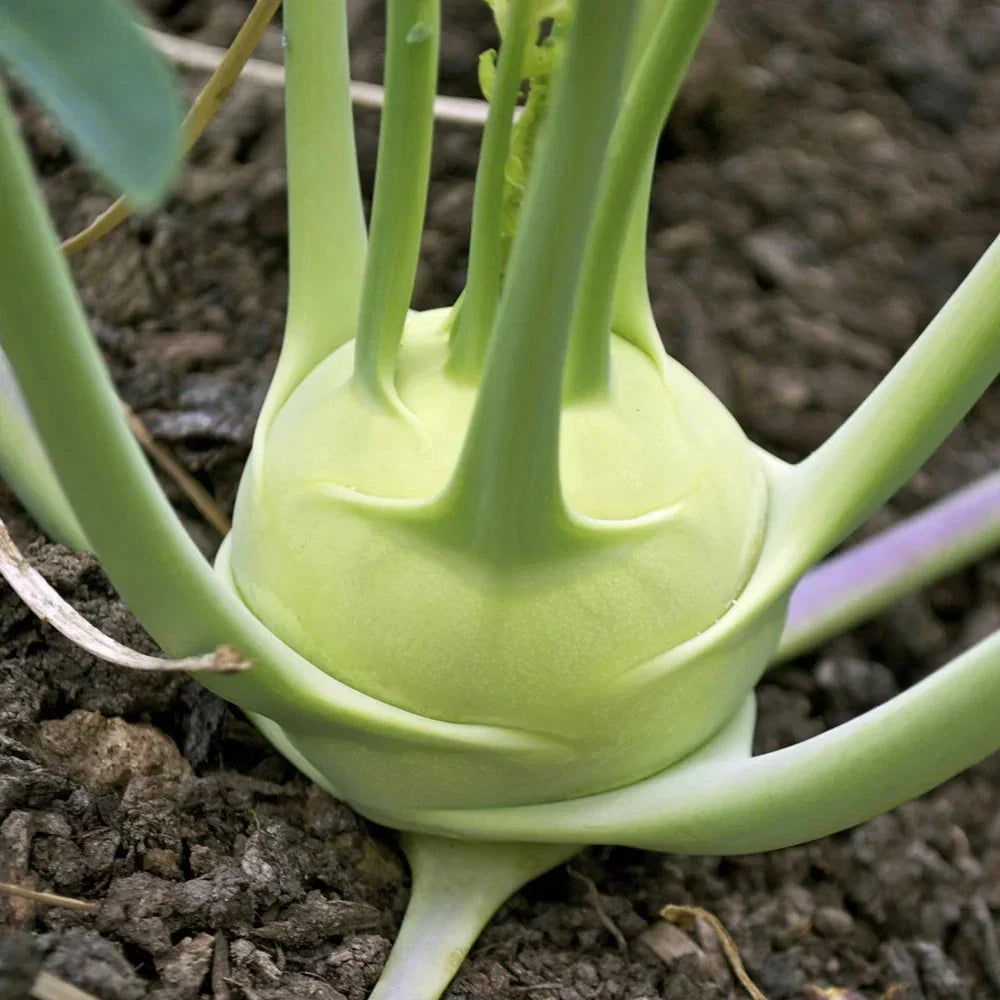 White Vienna Kohlrabi Seeds - 1000+ Count - Non-GMO Heirloom - Brassica oleracea var. gongylodes - Ideal for Home Gardening