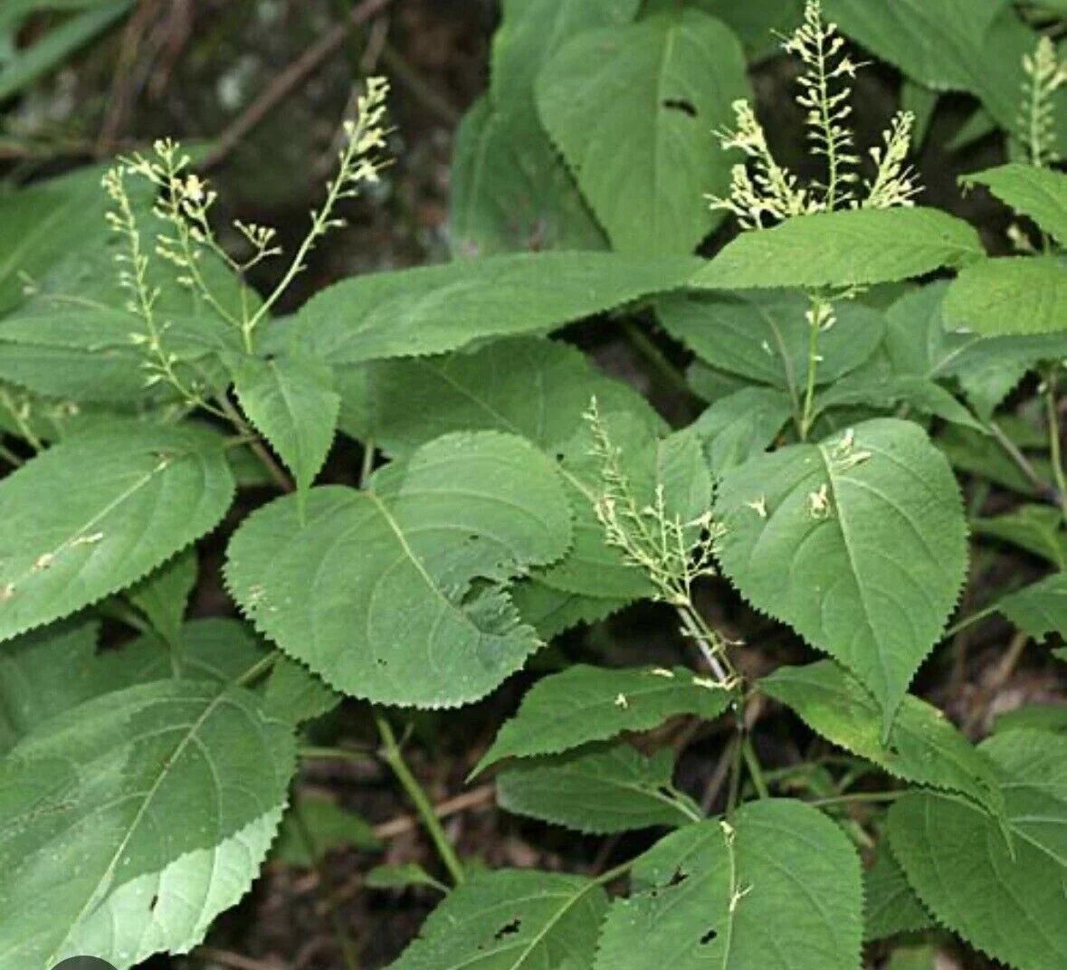 5 Stone Root Plant Bare Root 5 Pack Collinsonia canadensis Native Wildflower Herb Appalachian Garden