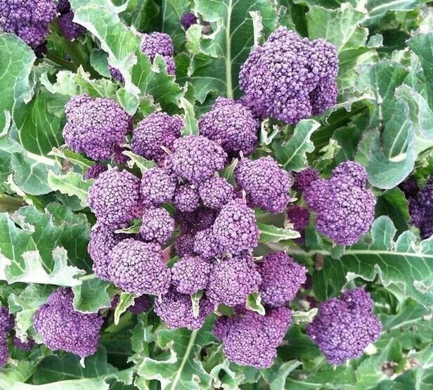 Heirloom Purple Sprouting Broccoli Seeds - Non-GMO, 100 Seeds, Brassica oleracea - Garden Variety for Home Gardening