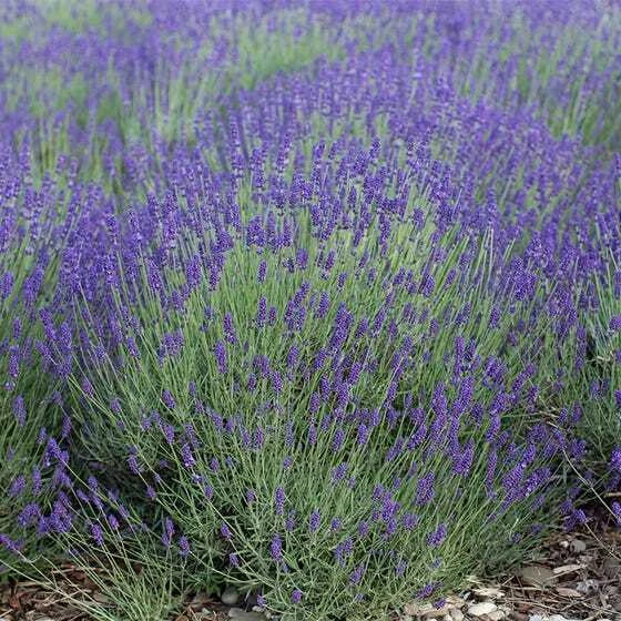 True English Vera Lavender Seeds 500 Count Non-GMO Fragrant Perennial Flowers Lavandula angustifolia