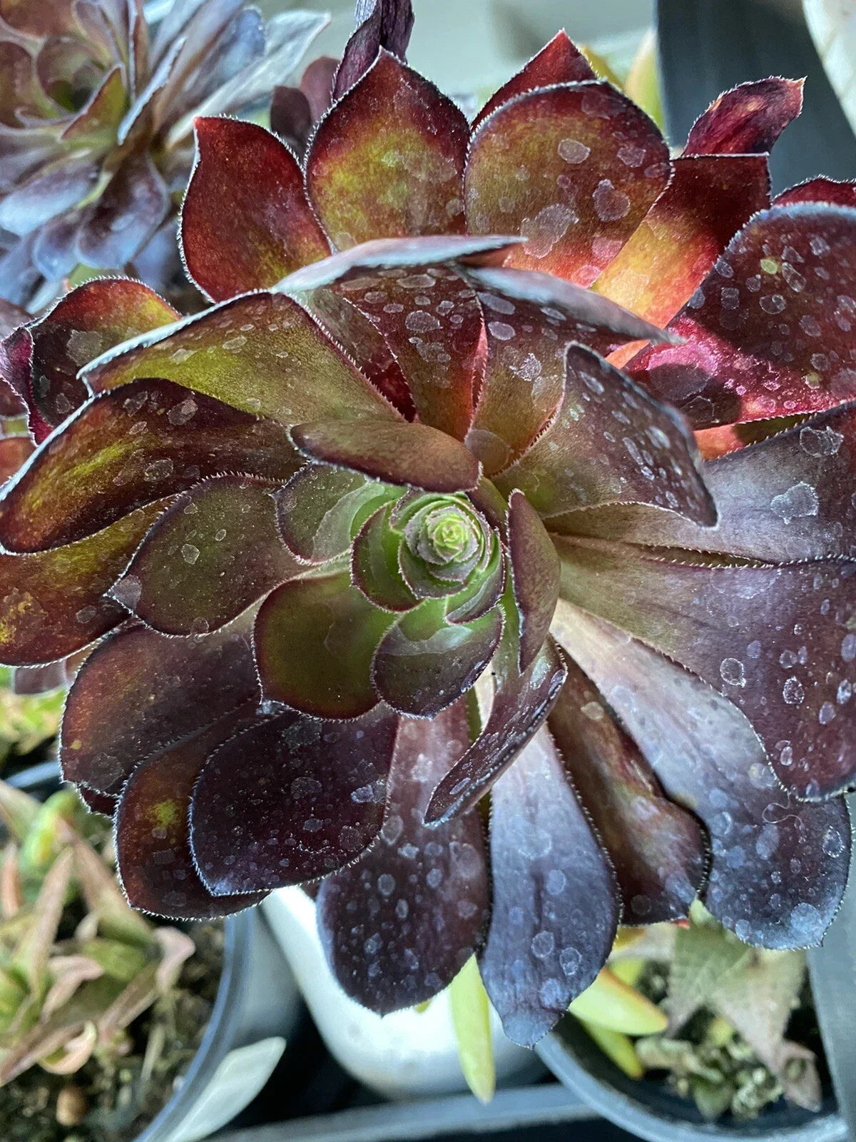 Aeonium Cutting 3-5" Black Rose Zwartkopf Succulent (Aeonium arboreum) Fresh Plant for Propagation and Gardening