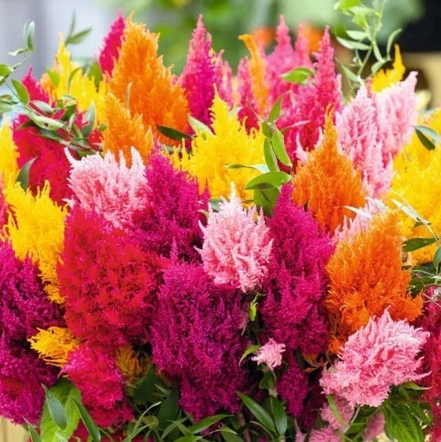 Pampas Plume Seeds 100 Mixed Color Celosia argentea Plantable Ornamental Grass for Vibrant Garden Blooms