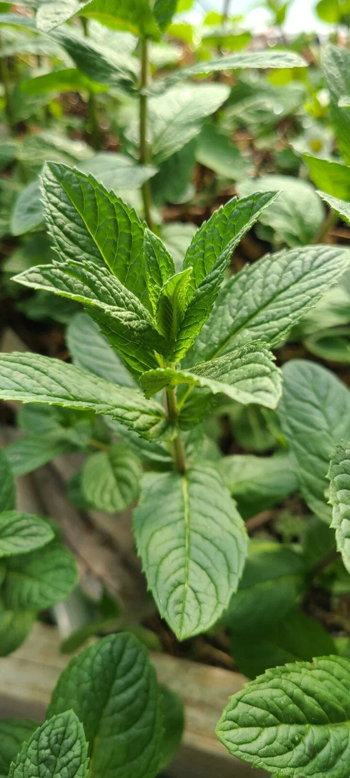 Mjito Mint Plants - 5 Bare Root Live Culinary Herbs - Mentha x villosa - Fresh Mint for Garden, Cocktails, and Cooking