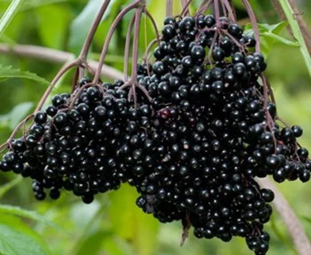 Fresh Elderberry Cuttings (2) - Black Bearing Variety, Sambucus nigra, Ideal for Home Garden and Fruit Production