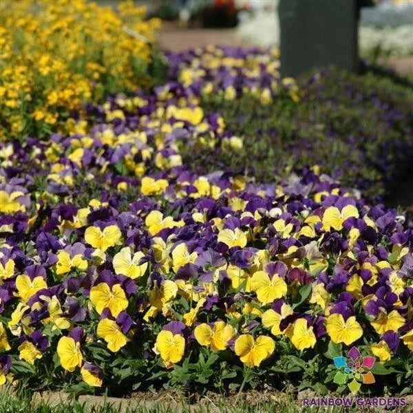Pansy Seeds - 200+ Pack - Colorful Viola Flowers - Viola tricolor var. hortensis - USA Grown Garden Seeds