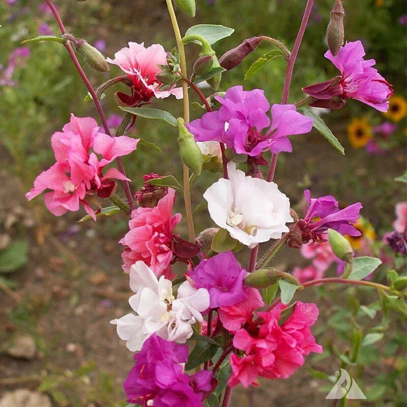 Clarkia Flower Seeds, Non-GMO Annual Wildflower, Elegant Graceful Blooms, Clarkia Unguiculata - 100 Seeds