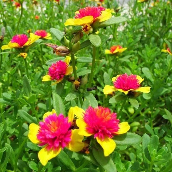 Hot Pink and Yellow Purslane Cuttings - 6 Easy to Grow Cuttings - Portulaca grandiflora - Perfect for Home Gardening