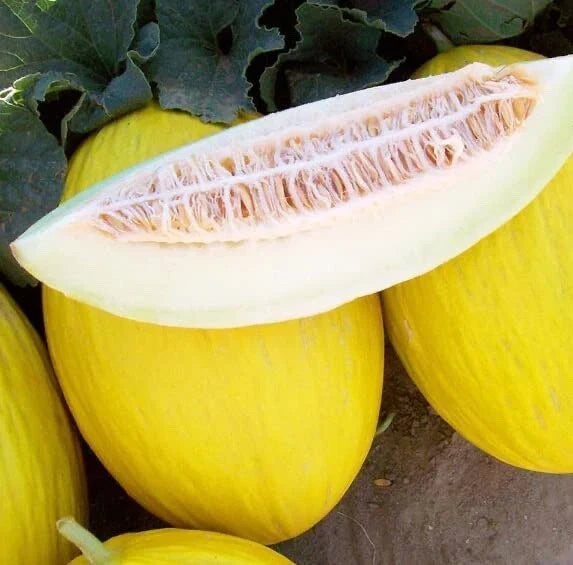 Tweety Melon Seeds 10 Count - Heirloom Cucumis melo - USA Grown, Non-GMO, Sweet Yellow Melons for Home Gardens