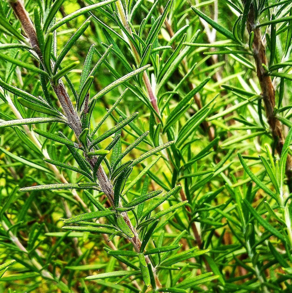 Rosemary Seeds 100 Count Blue Tuscan Culinary Herb Salvia rosmarinus for Herb Garden