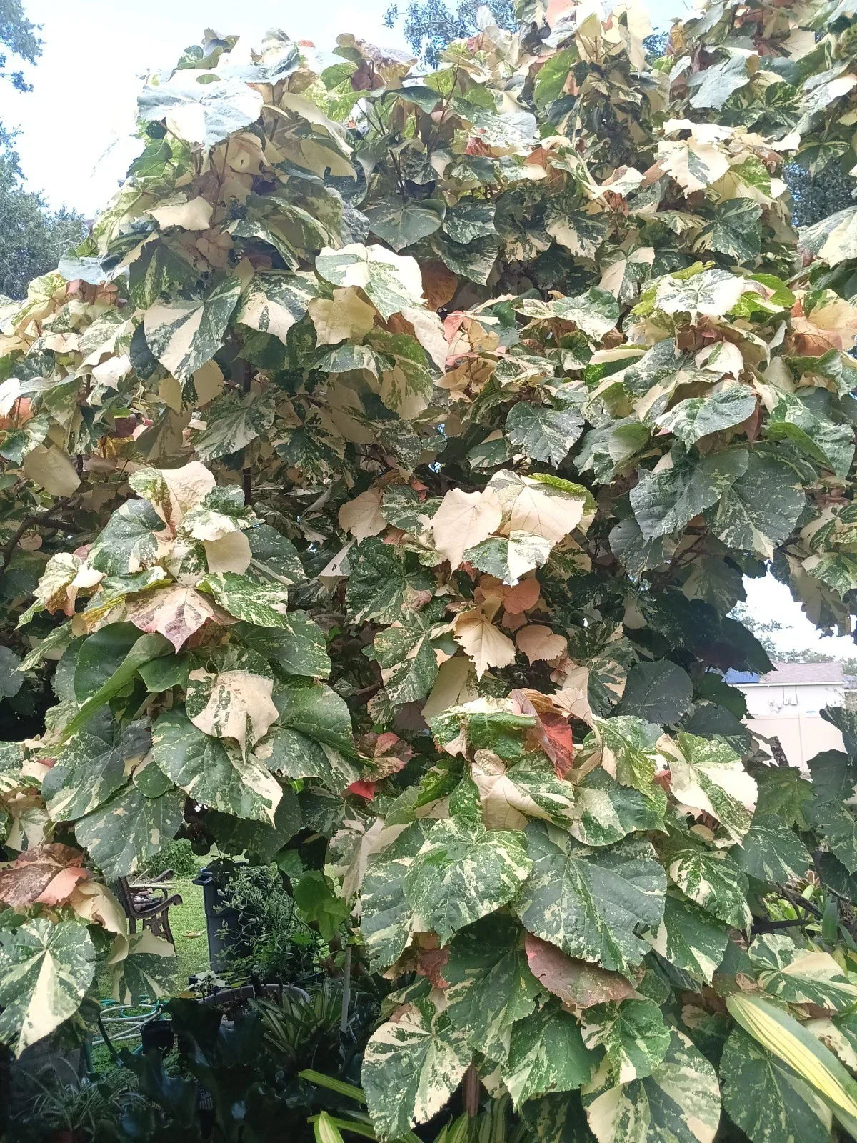 Variegated Mahoe Hibiscus Tree Plant Rooted Cutting - Hibiscus tiliaceus 'Variegata' - Tropical Foliage & Colorful Blooms
