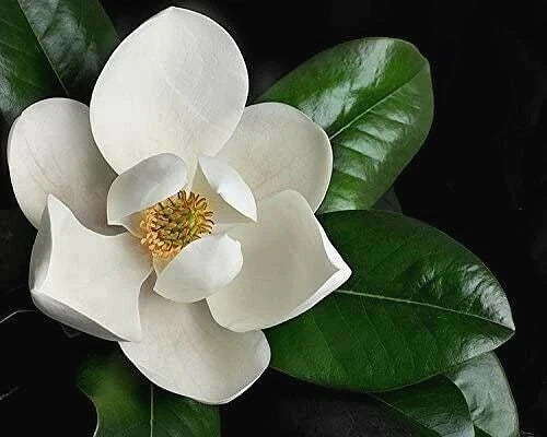 Southern Magnolia Cuttings - 8 Rooting and Grafting Cuttings - Magnolia grandiflora - High-Quality Gardening Supplies