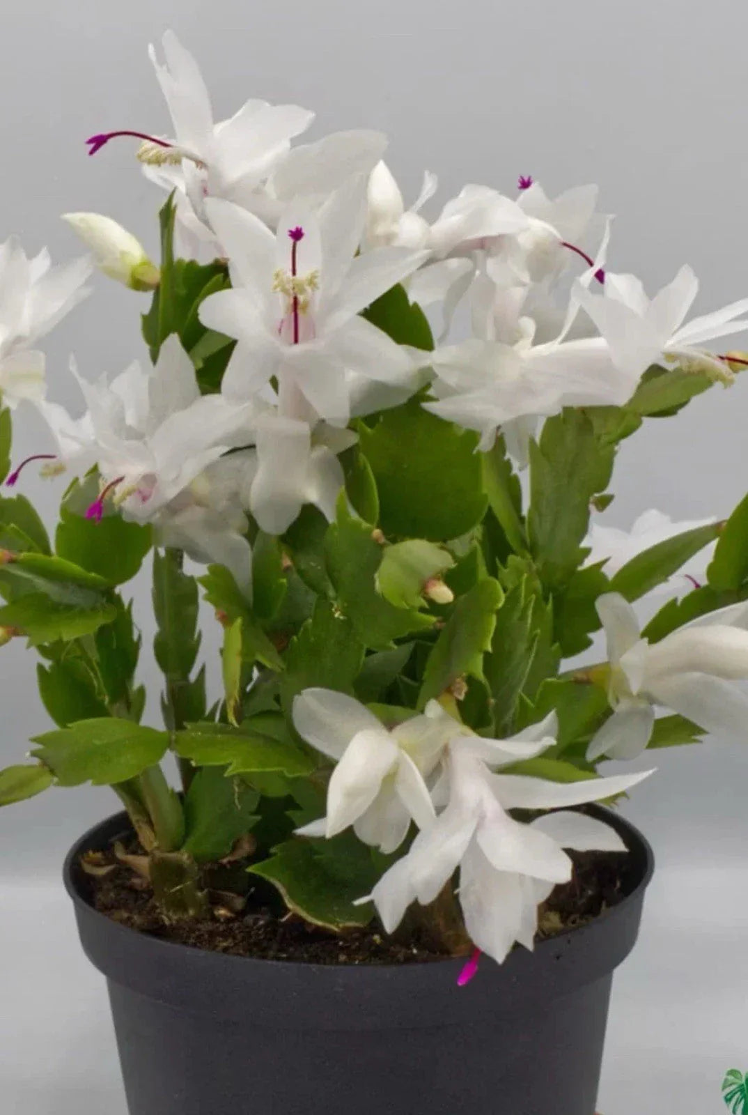 White Schlumbergera Cactus Starter Plant - 4-Inch - Christmas Cactus - Schlumbergera truncata - Indoor Houseplant