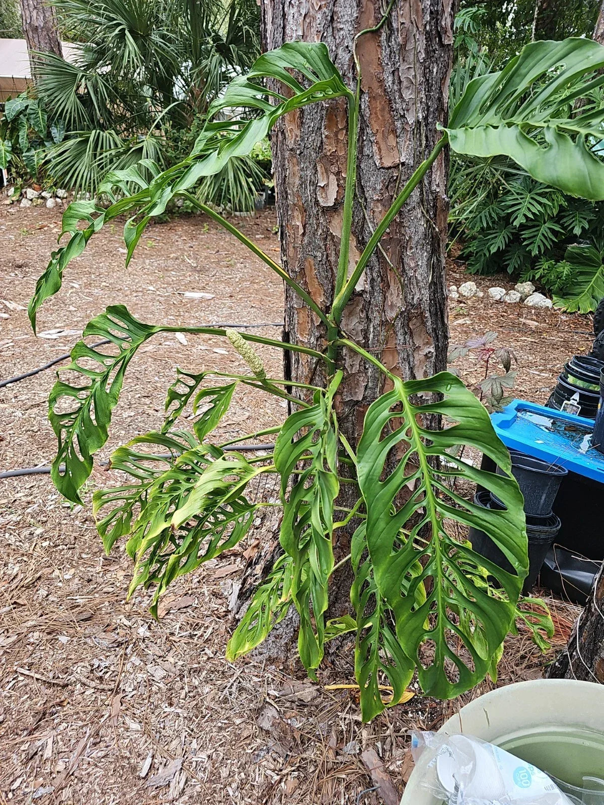 Monstera Adansonii Cuttings 3 Node Unrooted Swiss Cheese Plant (Monstera adansonii) - Easy Propagation for Indoor Gardens