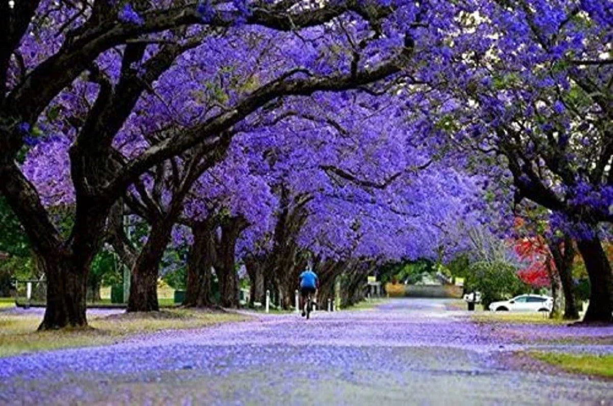 Blue Jacaranda Tree Seeds - 25 Seeds - Exotic Flowering Tree - Jacaranda mimosifolia - Lavender-Blue Blooms