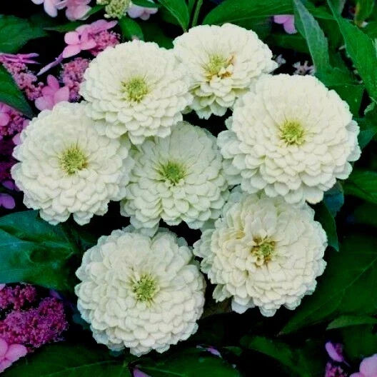 White Zinnia Flower Seeds - 126+ Count - Easy to Grow Annual Cut Flowers - Zinnia elegans - Vibrant Summer Blooms