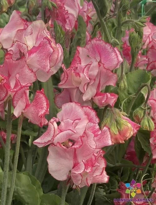 50+ Marie's Melody Sweet Pea Seeds - Semi-Dwarf Variety - Lathyrus odoratus - USA Grown, Non-GMO, Free Shipping