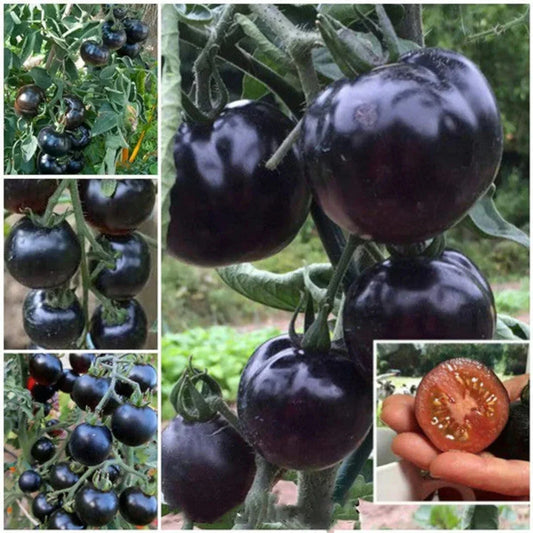 European Black Cherry Tomato Seeds - 100pcs, Heirloom Non-GMO, Rich Flavor, Solanum lycopersicum